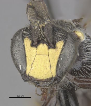 Media type: image;   Entomology 30478 Aspect: head frontal view